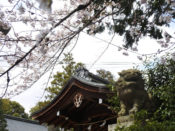 宗忠神社狛犬と桜