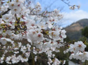 宗忠神社の桜と大文字
