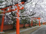 竹中稲荷神社鳥居と桜