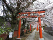 桜・竹中稲荷神社