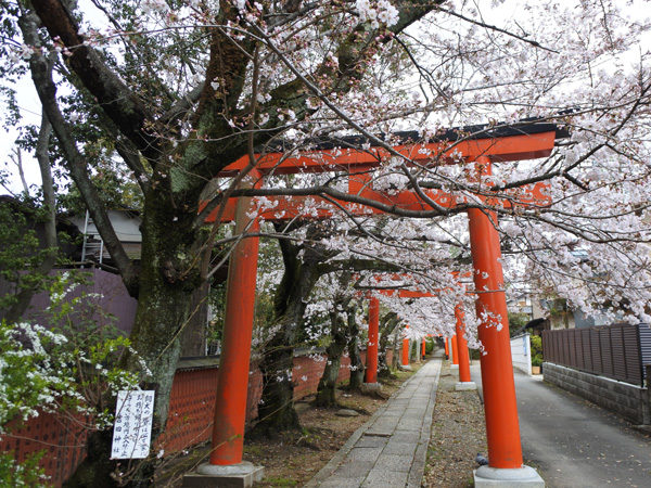 竹中稲荷神社鳥居と桜
