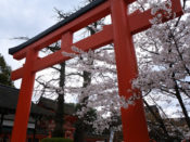桜・下鴨神社