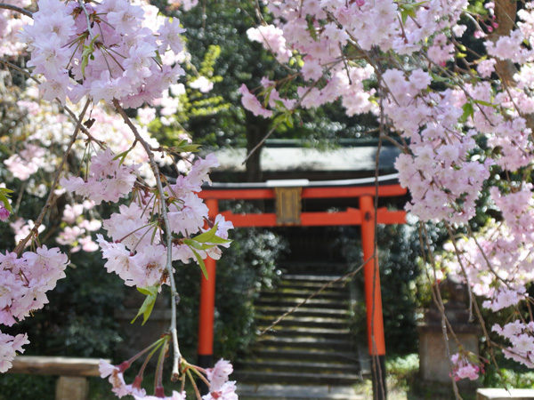 日向大神宮神田稲荷神社と桜