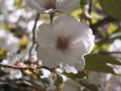 日向大神宮の桜