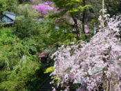 日向大神宮の桜
