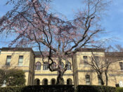 京都府庁旧本館の祇園枝垂れ桜