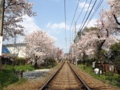 嵐電「桜のトンネル」