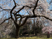 京都御苑（京都御所）「近衛の糸桜」