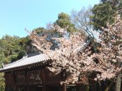 御香宮神社の桜