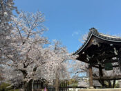 西山別院鐘楼と桜