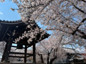 西山別院鐘楼と桜
