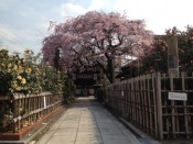地蔵院（椿寺）の桜