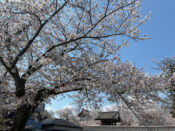 桜・西山別院