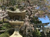 藤森神社の桜