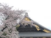 東本願寺阿弥陀堂と桜