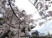 桜・東本願寺