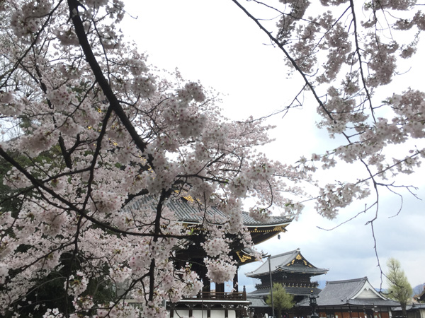 東本願寺御影堂門と桜