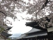 東本願寺の桜