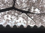 東本願寺の桜