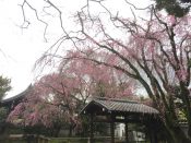 養源院の桜