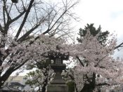 豊国神社の桜