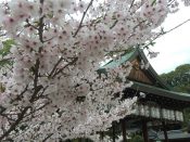 今宮神社拝殿と桜