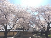 桜・西山別院
