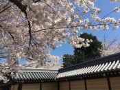西山別院の桜