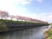 桂川と合流する天神川と桜