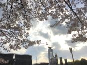 西京極総合運動公園の桜