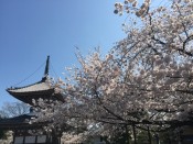 本法寺多宝塔と桜