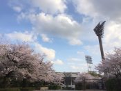 西京極総合運動公園の桜
