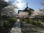 桜・本法寺