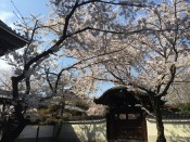 妙顕寺の桜
