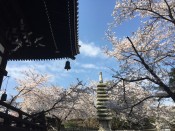 妙顕寺の桜