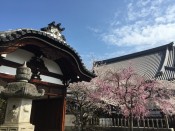妙顕寺の桜