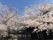 妙顕寺の桜