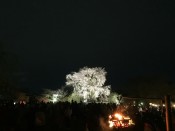 円山公園の一重白彼岸枝垂桜とかがり火