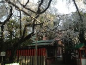 車折神社の渓仙桜