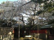 桜・車折神社