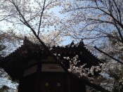 清凉寺聖徳太子殿と桜