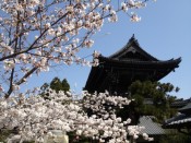 清凉寺仁王門と桜