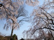 桜・佐野籐右衛門邸