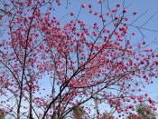佐野籐右衛門邸の台湾緋桜