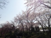 佐野籐右衛門邸の桜