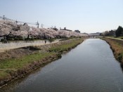 高野川の桜