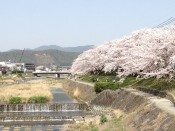 桜・高野川