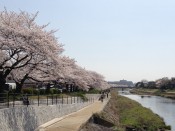 高野川の桜