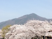 比叡山と桜