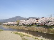 高野川と比叡山と桜